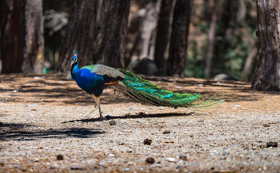 Plaka forest : A natural spot in Kos with an abundant peacock.